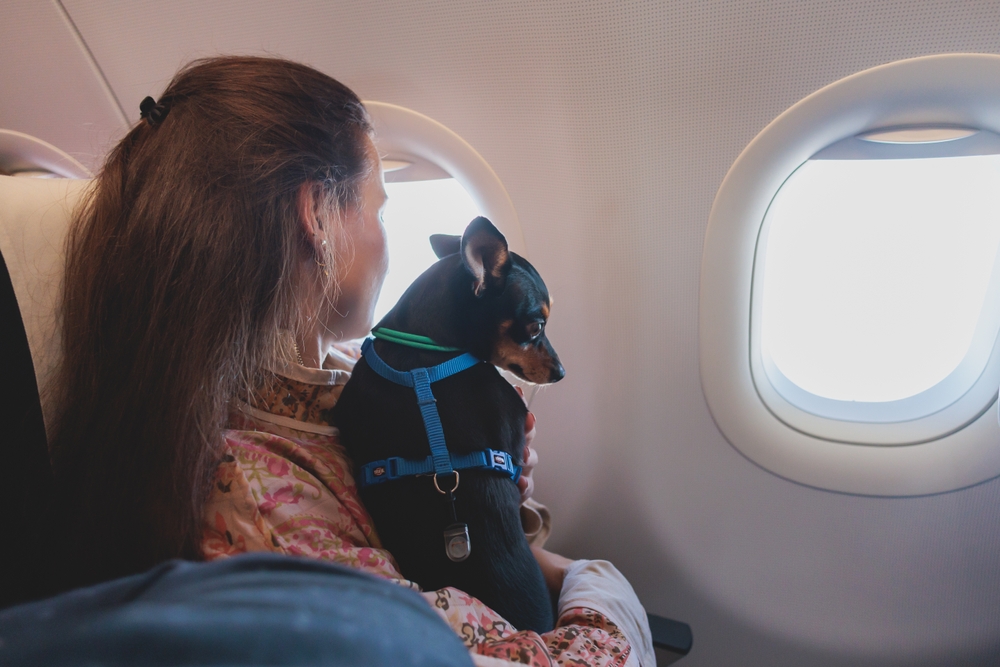 ¿Qué documentos necesita tu perro para viajar al extranjero?